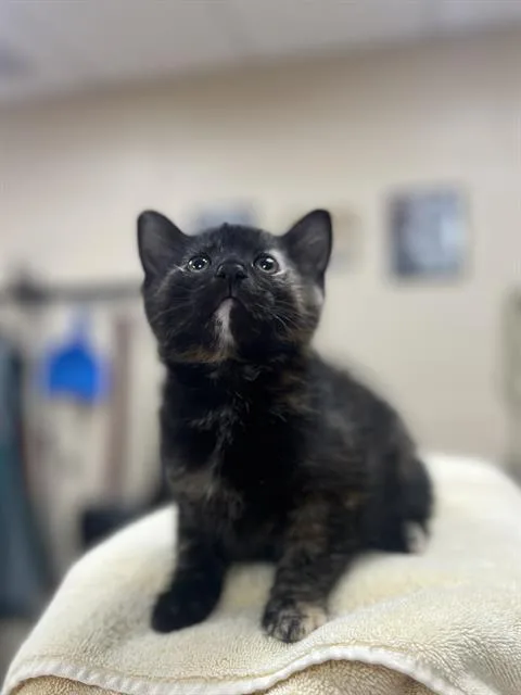 A baby small-sized female Domestic Short Hair cat named Bippity for adoption in Aliquippa, PA