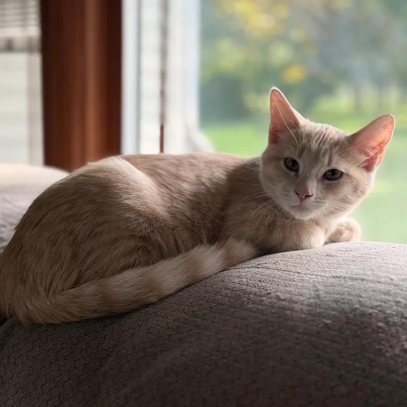 A baby small-sized male Buff / Tan / Fawn Domestic Short Hair cat named Astro for adoption in Columbia, MO