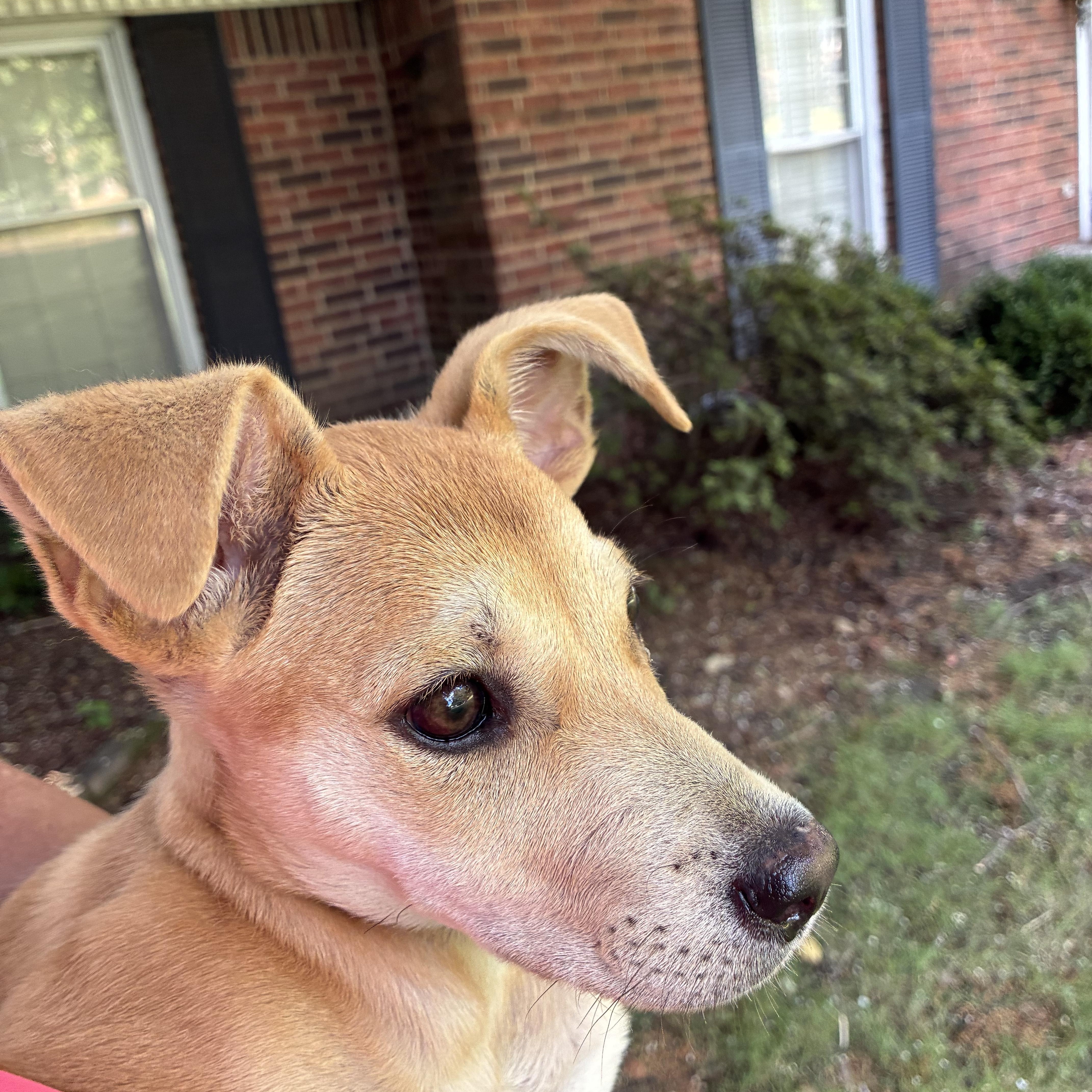 A baby medium-sized female Golden Carolina Dog dog named Lucy for adoption in Cordova, TN