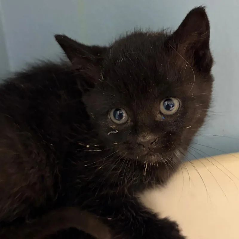 A baby small-sized male Black Domestic Medium Hair cat named Penguin for adoption in Chattanooga, TN