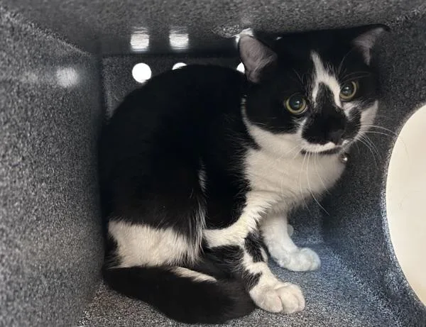 An adult medium-sized male Domestic Short Hair cat named Pastel Crayola for adoption in New York, NY