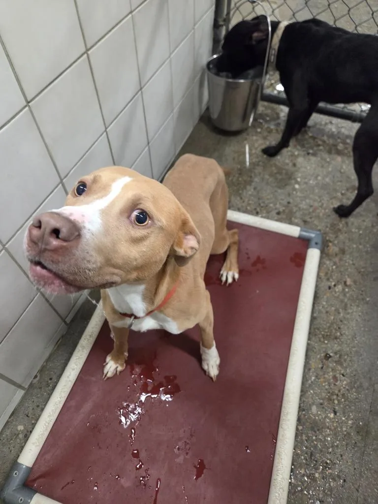 A young medium-sized male Pit Bull Terrier dog named Thor for adoption in Rock Springs, WY