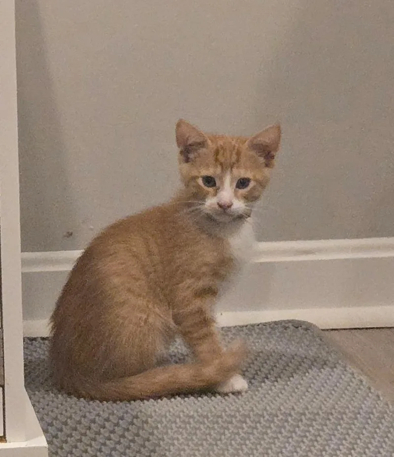 A baby medium-sized male Domestic Short Hair cat named Seth Meyers for adoption in Parkville, MD