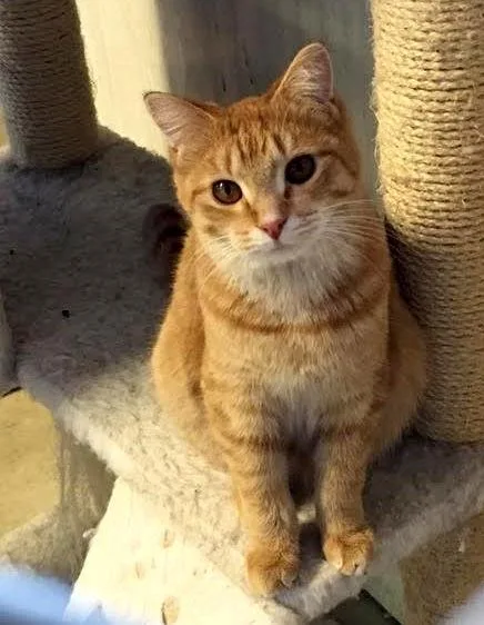 Butterscotch thumbnail 2