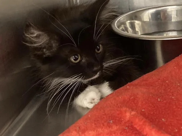 A baby small-sized female Domestic Short Hair cat named Aitana for adoption in Tustin, CA
