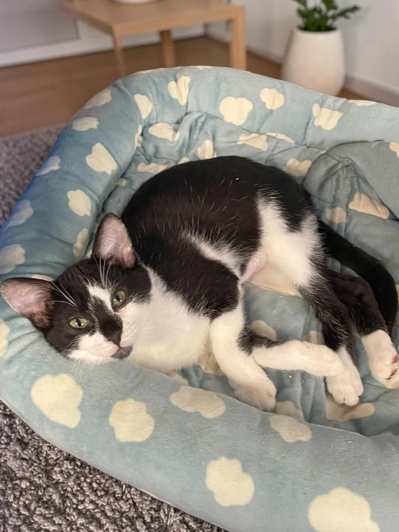 A baby medium-sized female Black & White / Tuxedo Domestic Short Hair cat named Ellie for adoption in Champaign, IL