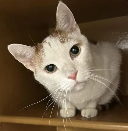 An adult small-sized male Domestic Short Hair cat named Ozzy for adoption in Phoenix, AZ
