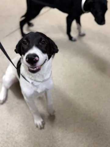 A baby small-sized female Shepherd dog named Kiwi for adoption in Riverside, CA