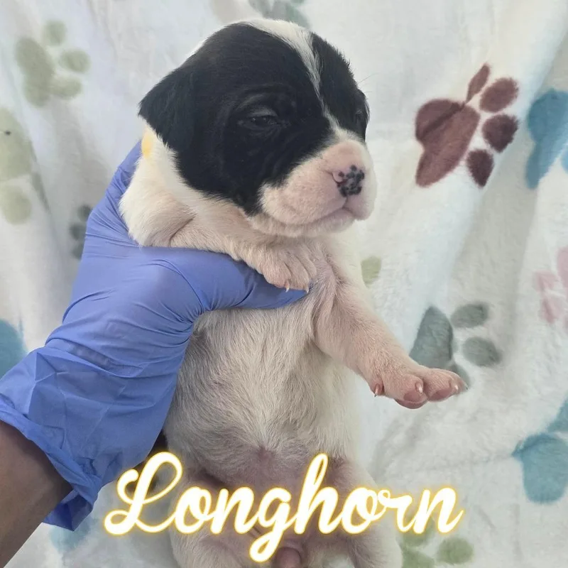 Longhorn thumbnail 2