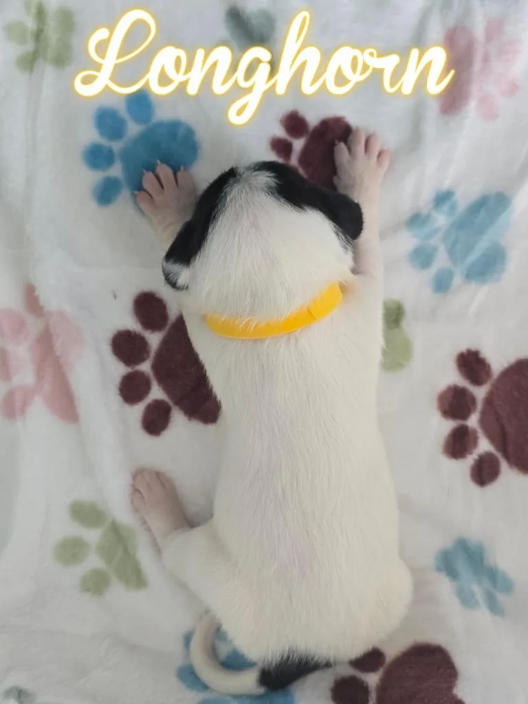 Longhorn thumbnail 3