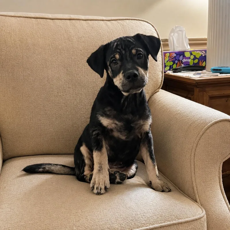 A baby medium-sized female Black Mixed Breed dog named Annie for adoption in Houston, TX