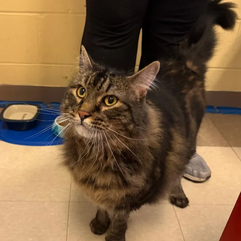 A senior extra large-sized male Brown / Chocolate Domestic Long Hair cat named Sketch for adoption in Fairport, NY