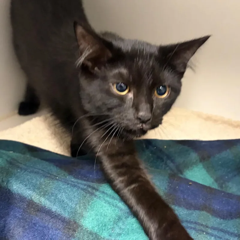 A baby medium-sized female Domestic Short Hair cat named Phoebe for adoption in Newark, NJ