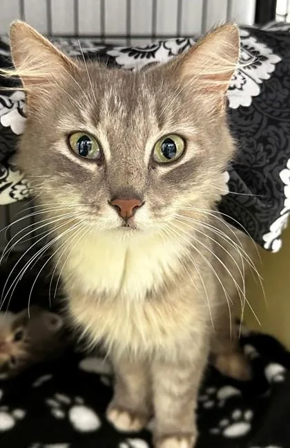 An adult small-sized female Domestic Long Hair cat named Lady Floof for adoption in Cumming, GA