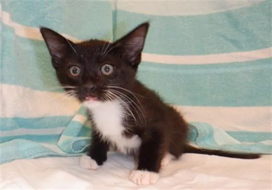 A baby small-sized male Domestic Short Hair cat named Georgie for adoption in San Jose, CA