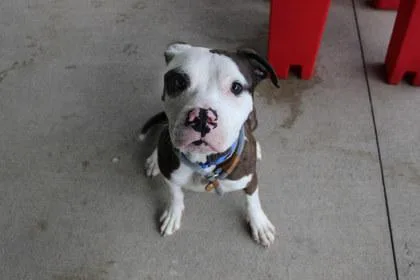 An adult large-sized male Pit Bull Terrier dog named Wiggles for adoption in Kansas City, MO