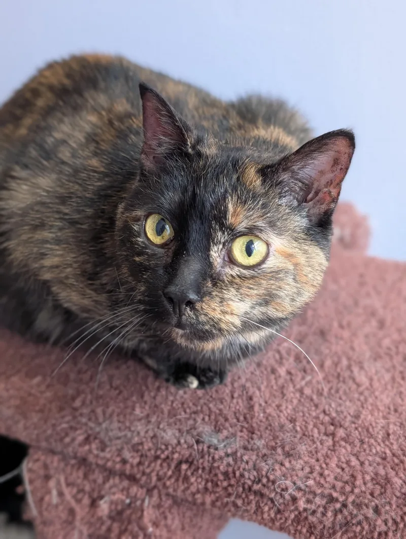 A senior medium-sized female Domestic Short Hair cat named Aspen for adoption in West Lafayette, IN