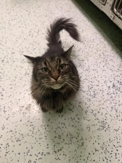 An adult medium-sized female Black Domestic Long Hair cat named Griffina for adoption in Harbor Springs, MI