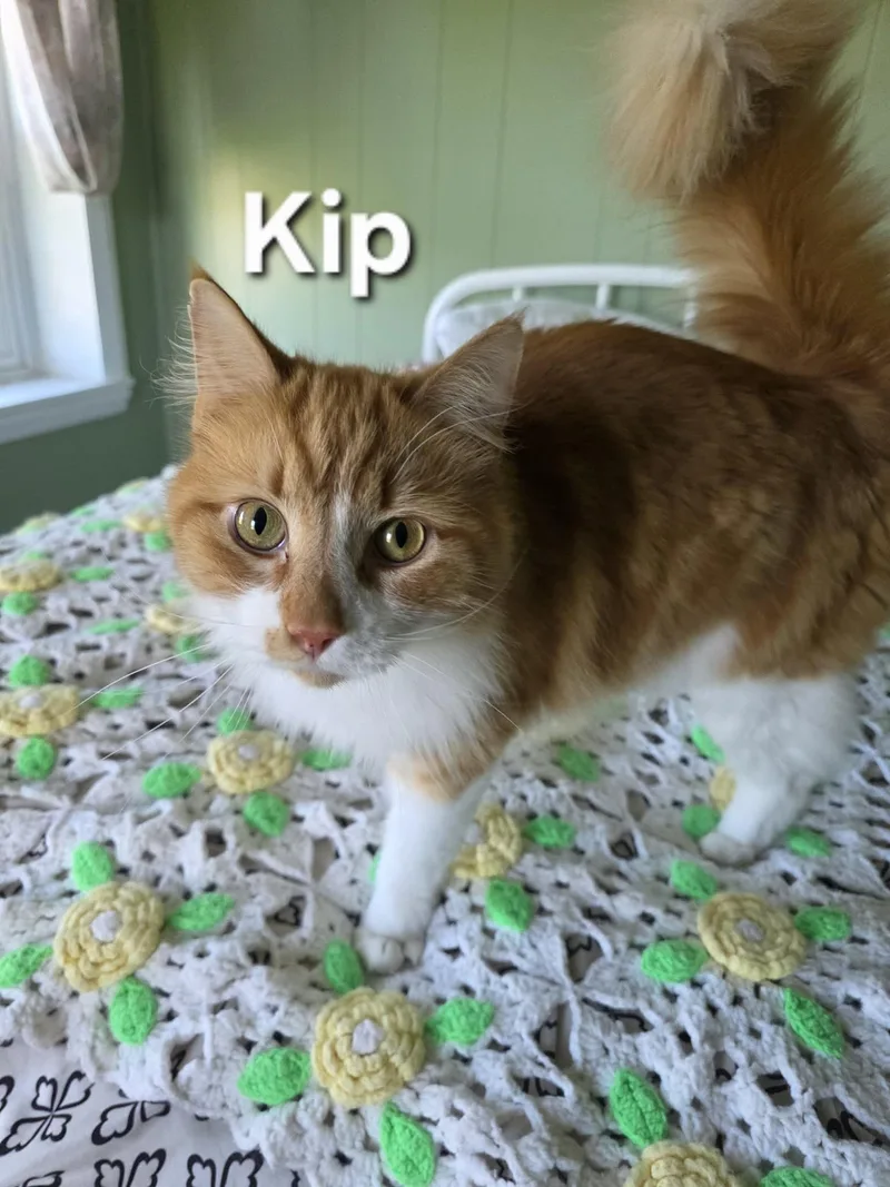 An adult medium-sized male Orange & White Domestic Medium Hair cat named Kip for adoption in Temple, PA