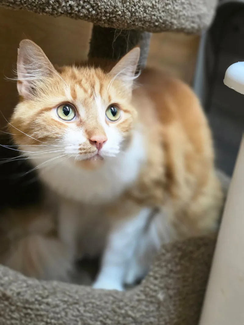Kip thumbnail 2