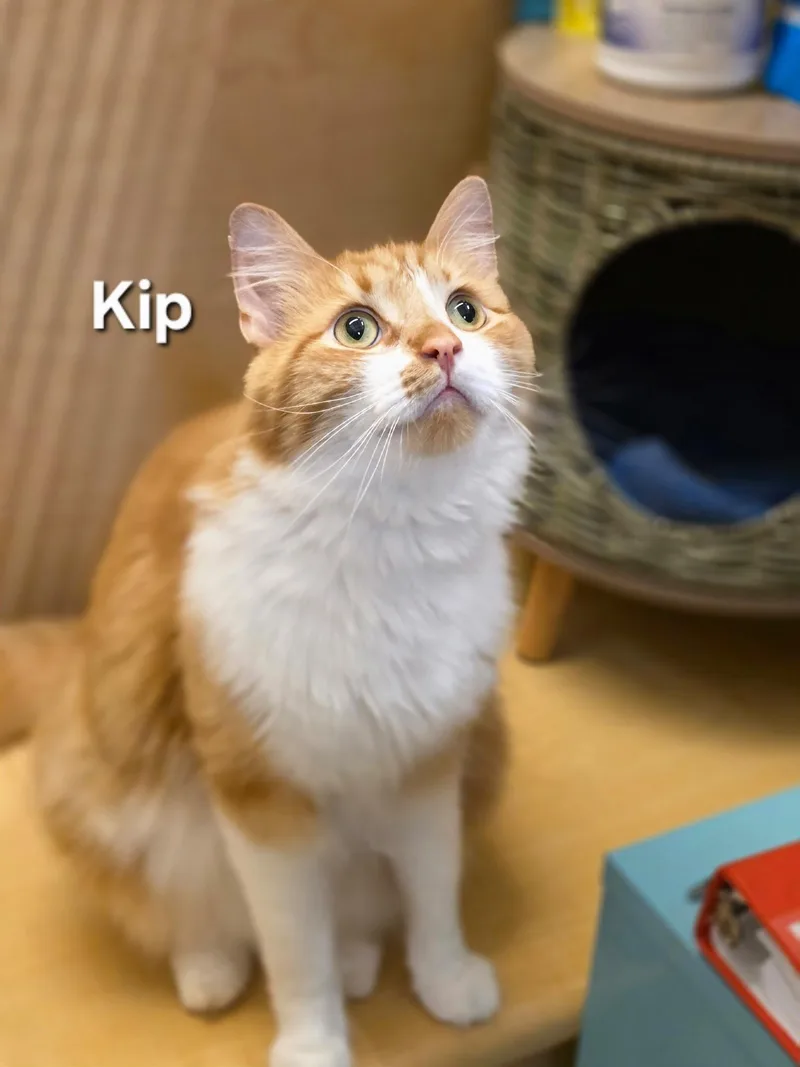 Kip thumbnail 3