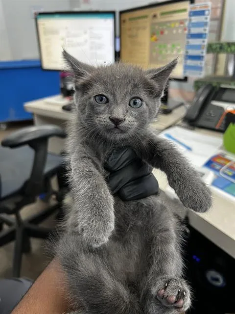 A baby medium-sized male Domestic Medium Hair cat named Guido for adoption in Dallas, TX