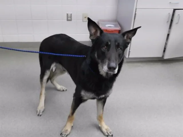 An adult large-sized male German Shepherd Dog dog named Tobias for adoption in Omaha, NE