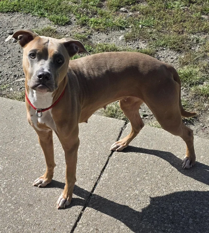 A young medium-sized female Brown / Chocolate Pit Bull Terrier dog named Sugar for adoption in Momence, IL