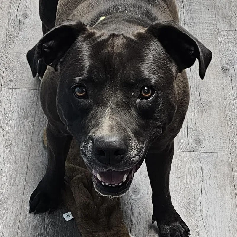 An adult medium-sized female Black Mixed Breed dog named Zoey for adoption in Camden, DE