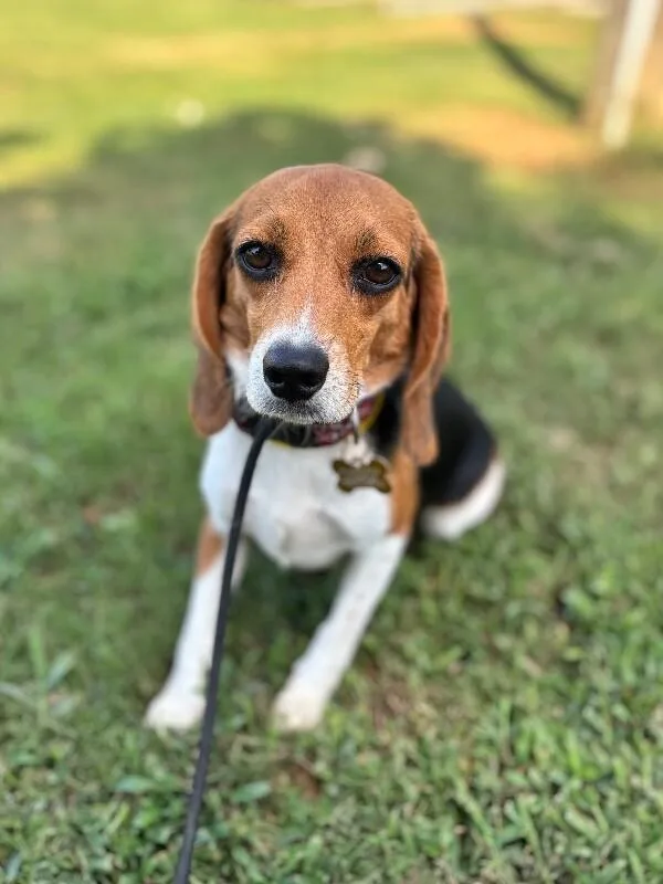 An adult small-sized female Tricolor (Brown, Black, & White) Beagle dog named Lily for adoption in Aiken, SC