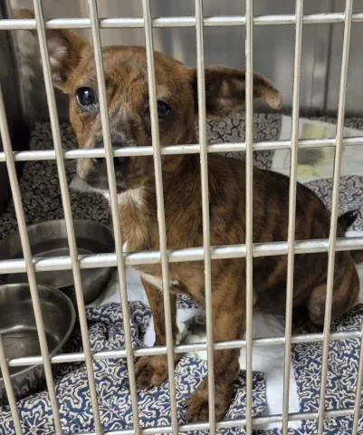 A young small-sized female Chihuahua dog named Darla for adoption in Decatur, IL