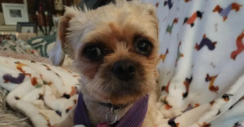 An adult medium-sized female Brown / Chocolate Shih Tzu dog named Noelle for adoption in Richardson, TX