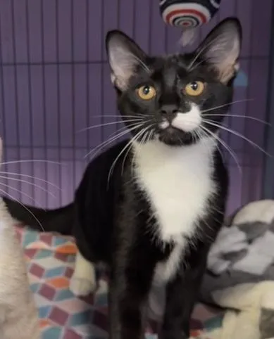A baby small-sized male Black & White / Tuxedo Domestic Short Hair cat named Hershey for adoption in Woodbridge, VA