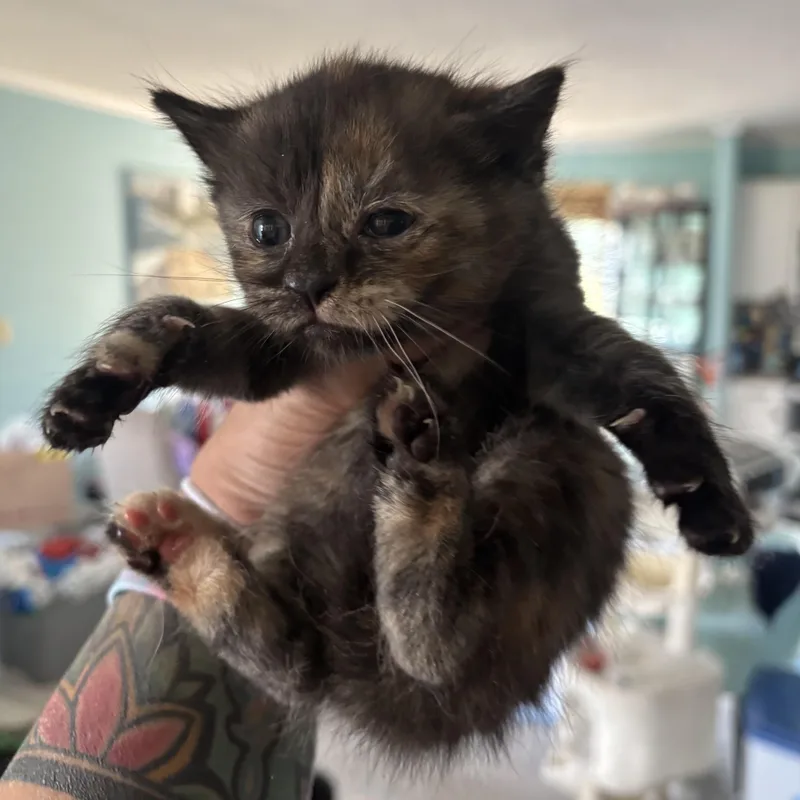 A baby medium-sized female Tortoiseshell Domestic Short Hair cat named Meg for adoption in GREENVILLE, NC