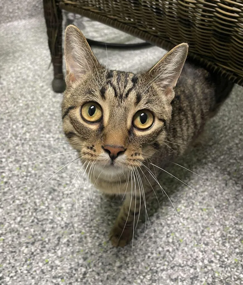 Simon