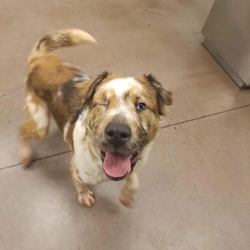 A young medium-sized male Yellow / Tan / Blond / Fawn Mixed Breed dog named Sparrow for adoption in Chattanooga, TN