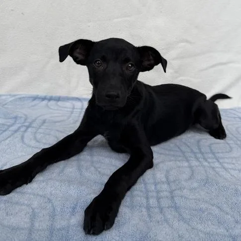 A baby small-sized male Black Labrador Retriever dog named Panchiko for adoption in Carencro, LA