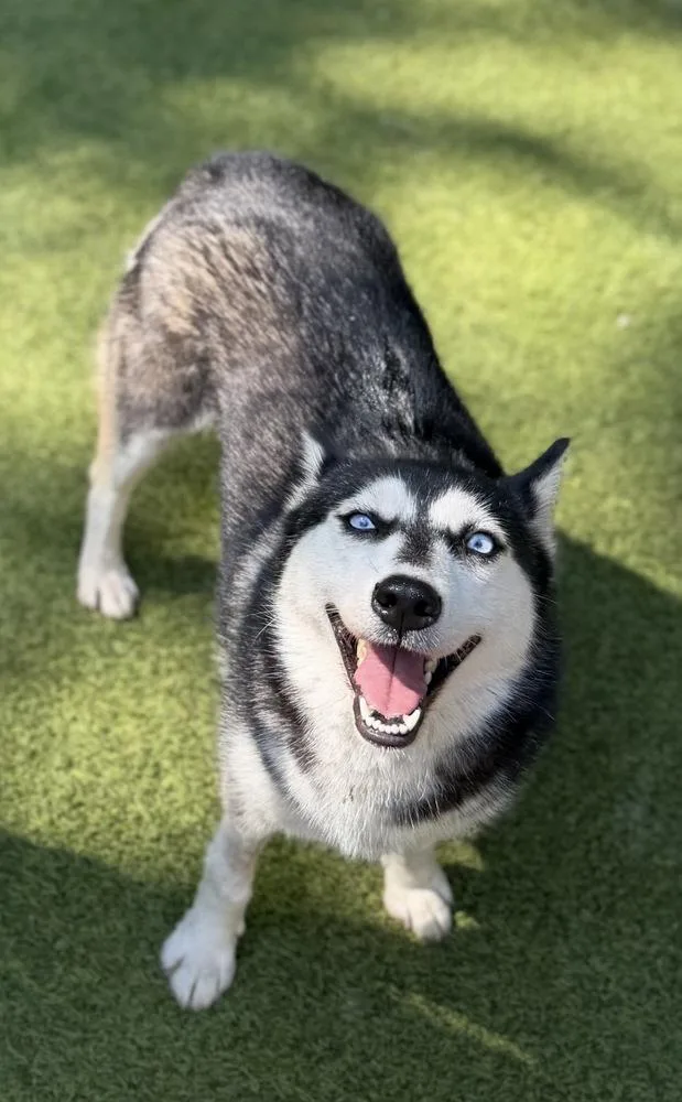 An adult medium-sized female Husky dog named Ellie for adoption in Dunwoody, GA