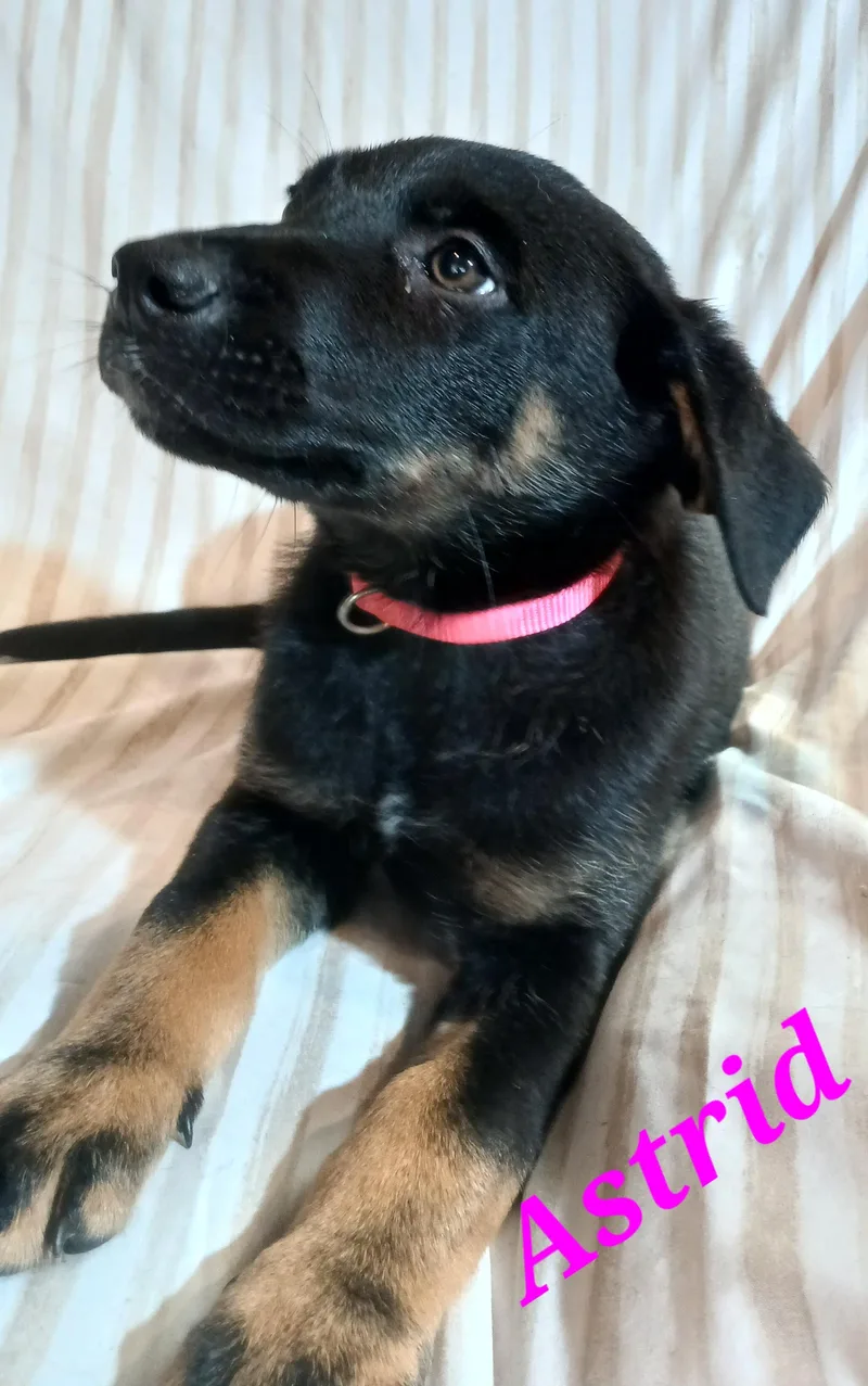 Astrid