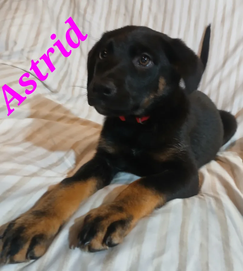 Astrid thumbnail 2