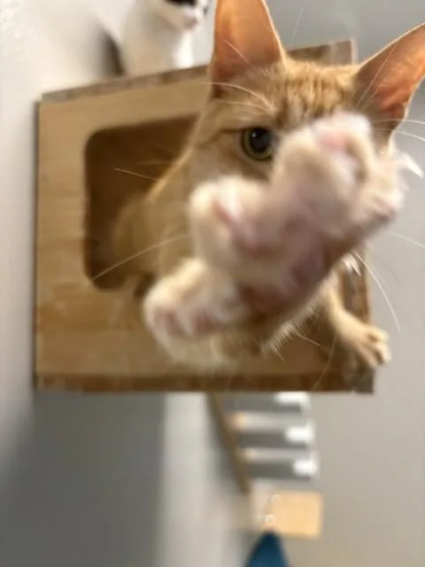 An adult medium-sized female Orange / Red Domestic Short Hair cat named Winnie for adoption in Fort Collins, CO
