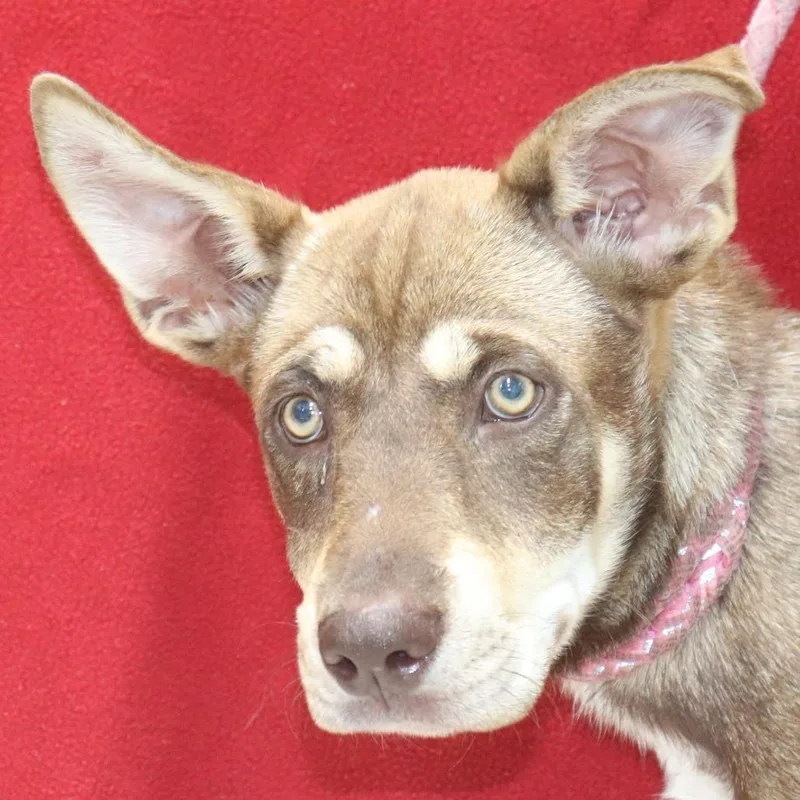 A young medium-sized female Yellow / Tan / Blond / Fawn Husky dog named Azure for adoption in Bartlett, TN