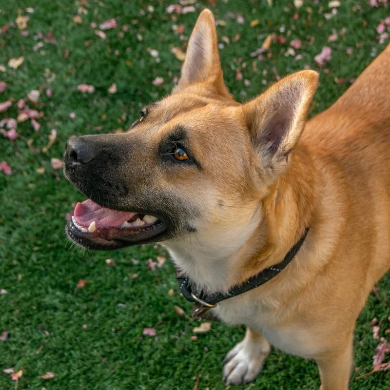 An adult large-sized female Yellow / Tan / Blond / Fawn Mixed Breed dog named Salem for adoption in Saint Charles, MO