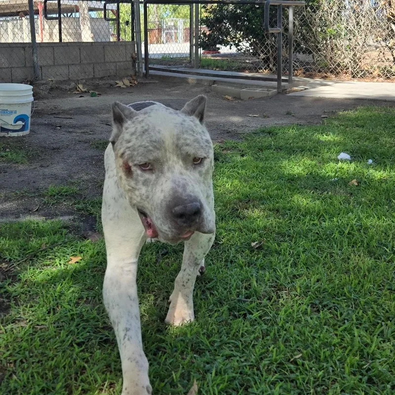 An adult large-sized male Pit Bull Terrier dog named Huckleberry for adoption in San Jacinto, CA