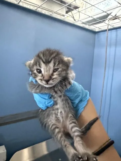 A baby small-sized female Domestic Short Hair cat named Boobafina for adoption in San Bernardino, CA