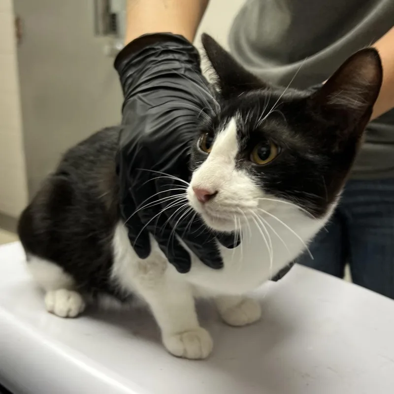 A young medium-sized male Black Domestic Short Hair cat named Thomas for adoption in Austin, TX