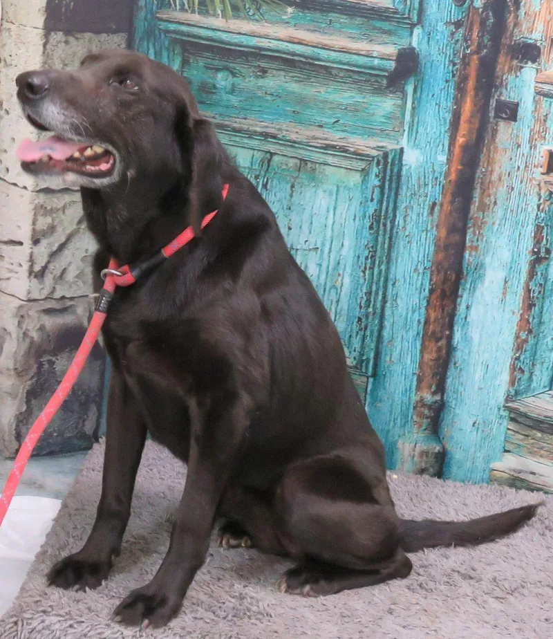 A senior medium-sized female Black Labrador Retriever dog named Ella for adoption in Lexington, VA