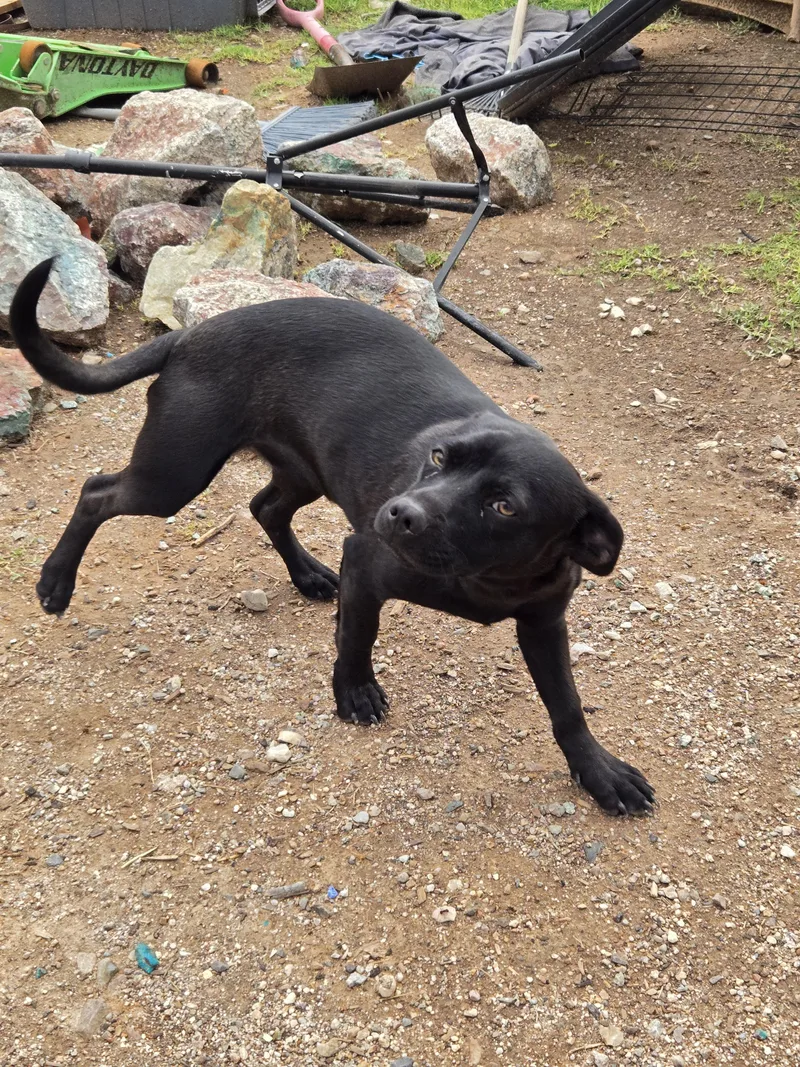A young small-sized female Dachshund dog named Lucy for adoption in Saint David, AZ