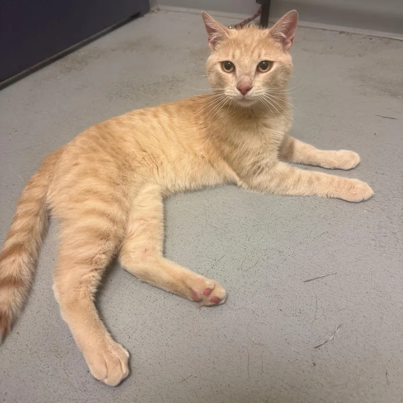 An adult medium-sized male Buff / Tan / Fawn Domestic Short Hair cat named Walking Taco for adoption in Charlottesville, VA