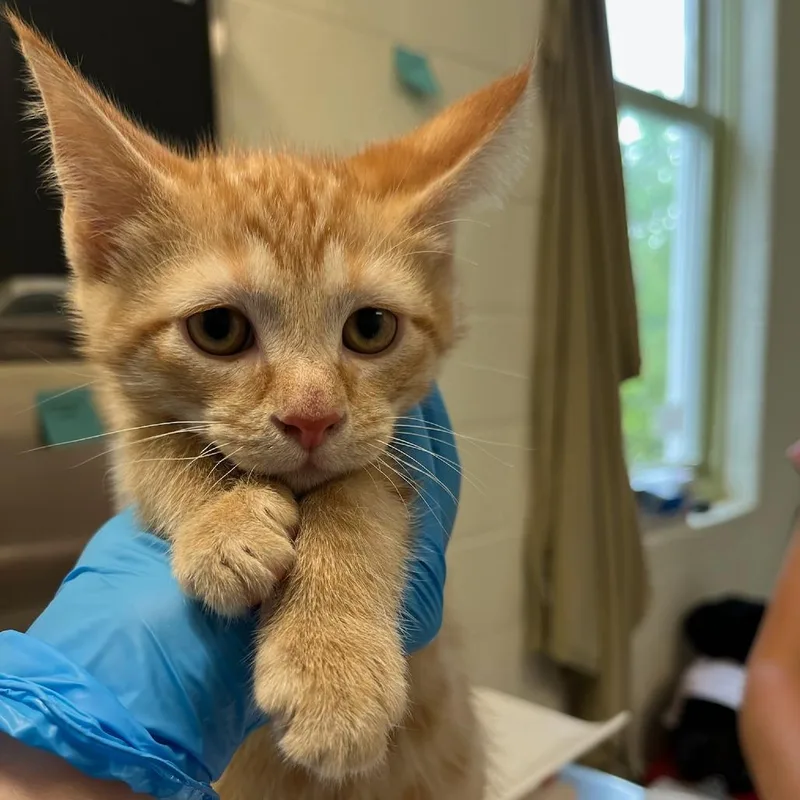 A baby small-sized male Orange / Red Domestic Short Hair cat named Sea Foamo for adoption in Charlottesville, VA